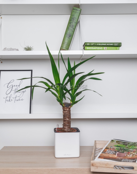 Юкка в CUBE GLOSSY 14