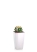 Эхинокактус Грузони 9/15 см в MINI CUBI