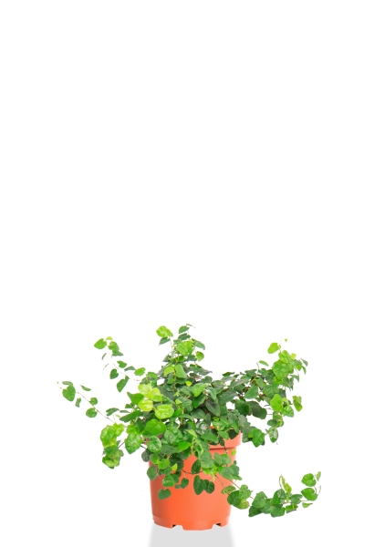 Фикус Пумила 12/15 см Фикус Пумила 12/15 см