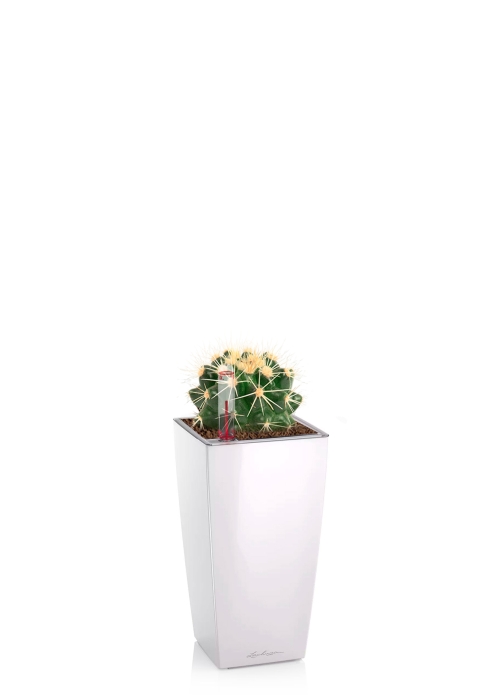 Эхинокактус Грузони 9/15 см в MINI CUBI, белый блестящий