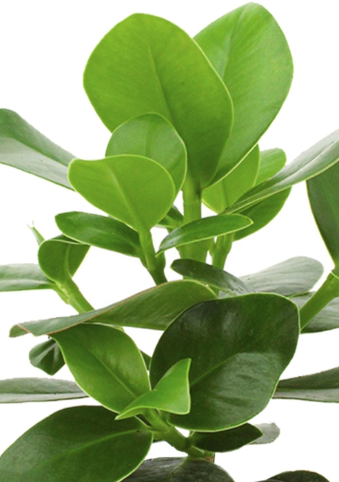 Клузия в CANTO STONE 14