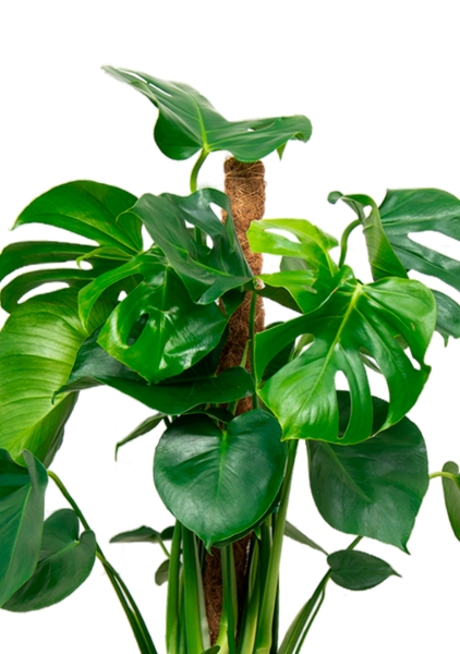 Монстера Делициоза 19/90 см в CILINDRO 23