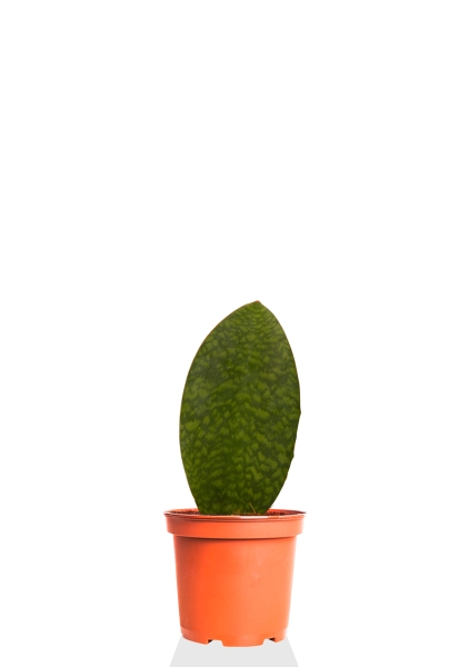 Сансевиерия Масониана Виктория 12/40 см