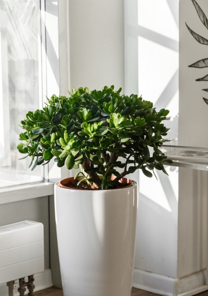 Крассула 32/65 см Крассула 32/65 см