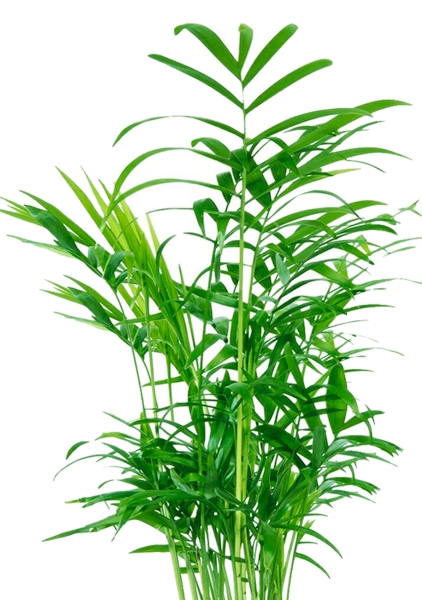 Хамедорея 9/30 в DELTINI 14