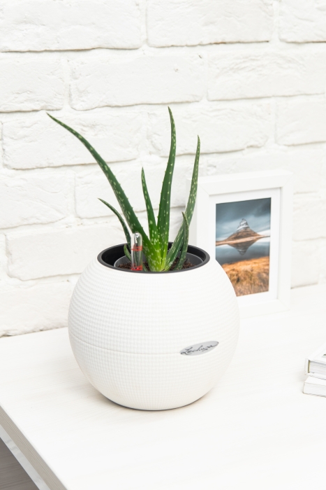 Алоэ Вера в PURO 20