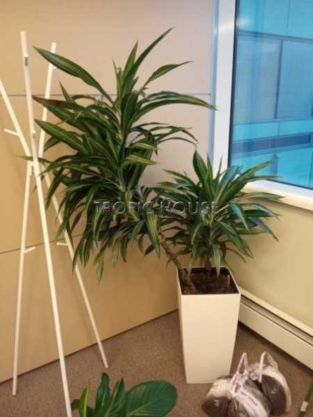 Опора для растений бамбуковая