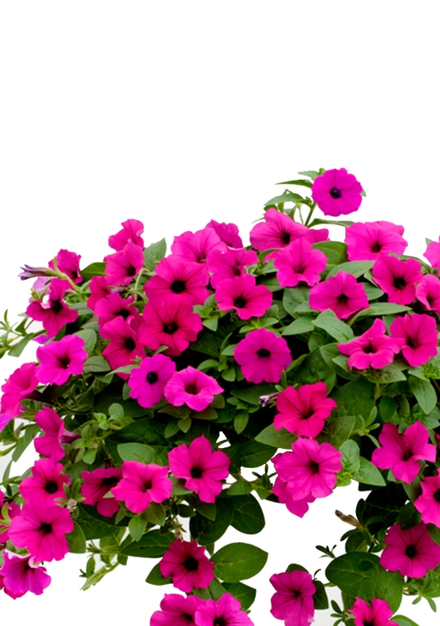 Петуния Розовая в BALCONERA 50