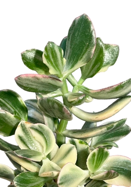 Крассула Овата Вариегата 8/15 см