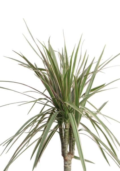 Драцена Маргината Биколор 1 ствол 17/70 см