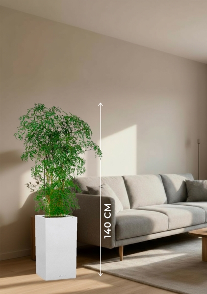 Полисциас Фрутикоза 27/140 см в CANTO STONE HIGH 30 Полисциас Фрутикоза 27/140 см в CANTO STONE HIGH 30