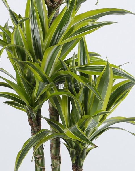 Драцена Лемон Лайм в CARARO 75