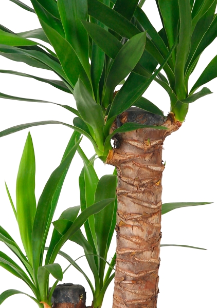 Юкка 2 ствола 17/80 см