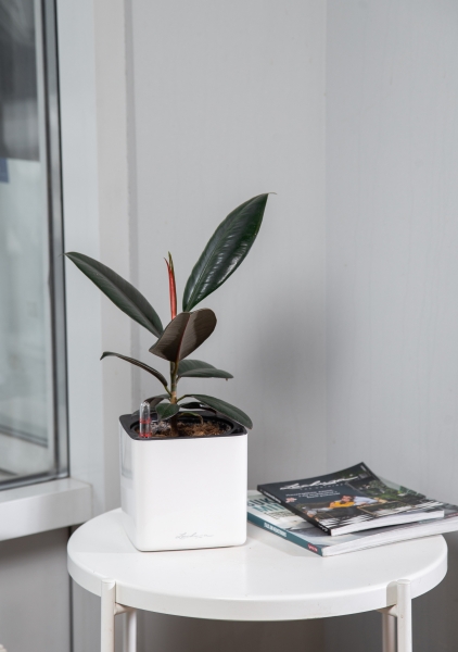 Фикус Эластика в CUBE GLOSSY 14