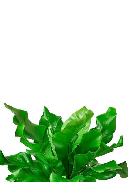 Асплениум Нидус 9/15 см в MINI CUBI