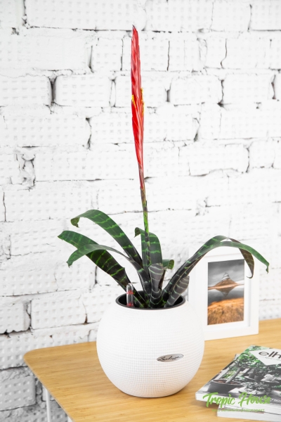 Вриезия тигровая в PURO 20 Вриезия тигровая в PURO 20