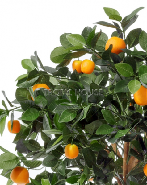 Мандарин Голден Оранж штамбовый