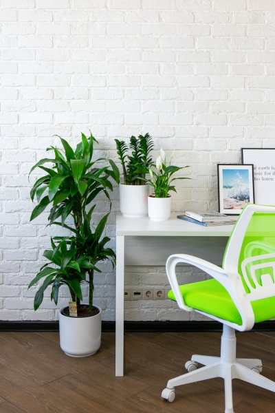 Набор для озеленения офиса № 4 (Спатифиллум, Замиокулькас Зензи, Драцена Джанет Крейг 3 ствола) Набор для озеленения офиса № 4 (Спатифиллум, Замиокулькас Зензи, Драцена Джанет Крейг 3 ствола)