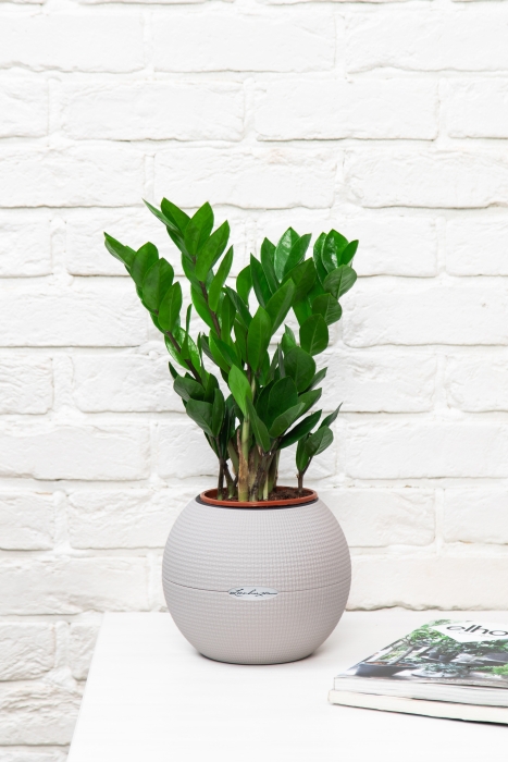 Замиокулькас 12/45 см