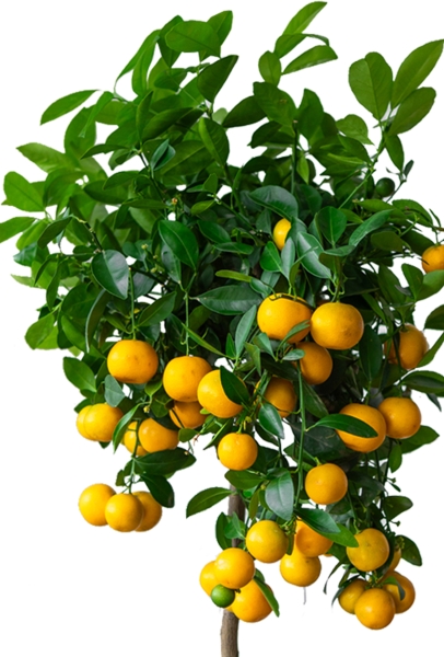 Каламондин в CILINDRO 32