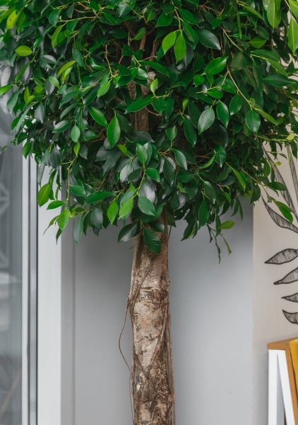 Фикус Бенджамина Экзотика на штамбе 50/190 см