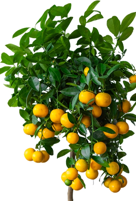 Каламондин в CILINDRO 32