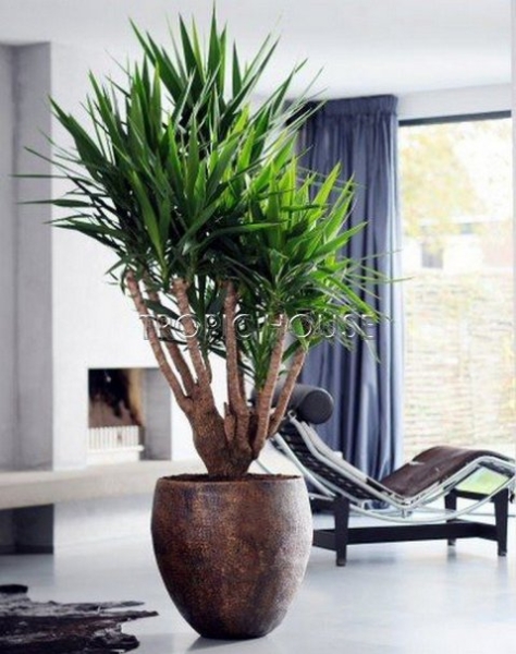 Юкка разветвленная в Classico 50