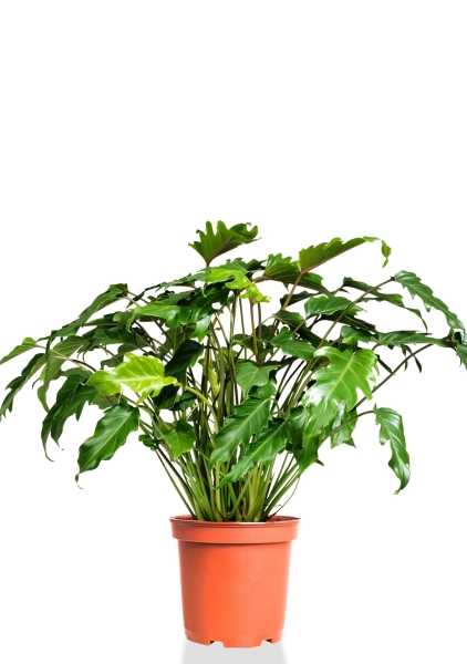 Филодендрон Ксанаду 27/70 см Филодендрон Ксанаду 27/70 см