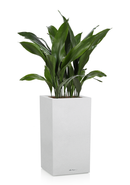 Аспидистра в CANTO Stone high 30 Аспидистра в CANTO Stone high 30