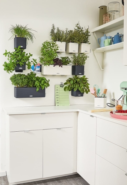 Замиокулькас в ЗЕЛЕНАЯ СТЕНА Home Kit Color 15 Замиокулькас в ЗЕЛЕНАЯ СТЕНА Home Kit Color 15