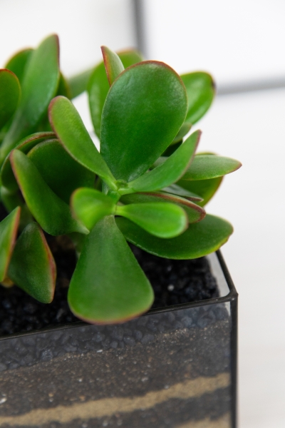 Флорариум с Крассулой Овата 25 см в кубе Флорариум с Крассулой Овата 25 см в кубе