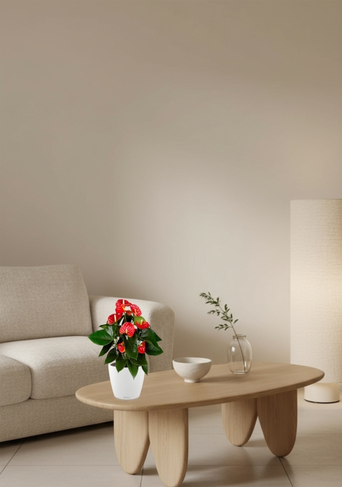 Антуриум Андрианум красный 17/60 см в CLASSICO COLOR 21