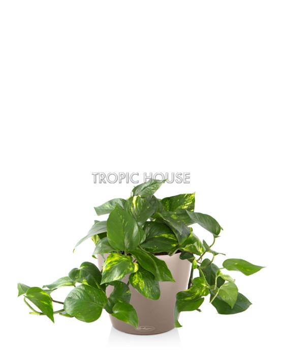 Сциндапсус CLASSICO COLOR 21/45 см Песочно-коричневый