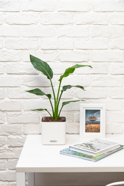 Стрелиция Регина в CUBE COLOR 14