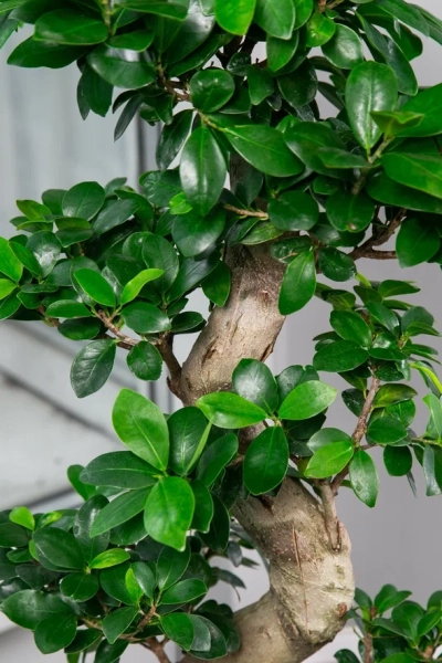 Фикус Микрокарпа Гинсенг 17/35 см в QUADRO LS 21