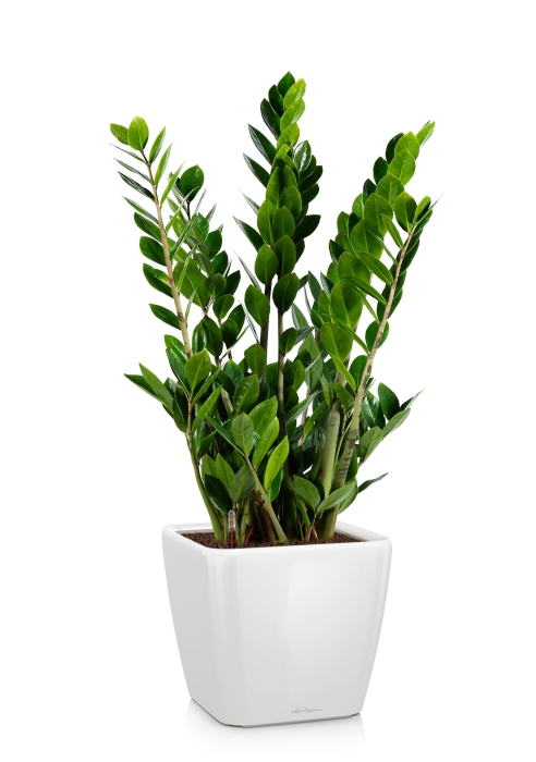 Замиокулькас 17/70 в QUADRO LS 21, белый блестящий