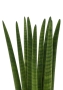 Сансевиерия Цилиндрика Спагетти 12/40 см