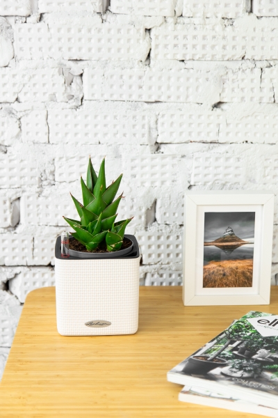 Сансевиерия Аббей Краун 12/25 см