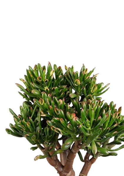 Крассула Овата Хоббит 25/35 см в CLASSICO COLOR 28 Крассула Овата Хоббит 25/35 см в CLASSICO COLOR 28