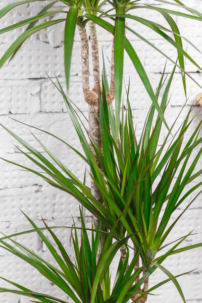 Драцена Маргината CLASSICO 28