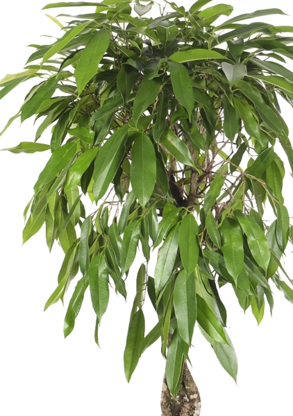 Фикус Амстел Кинг переплетенный 27/120 см