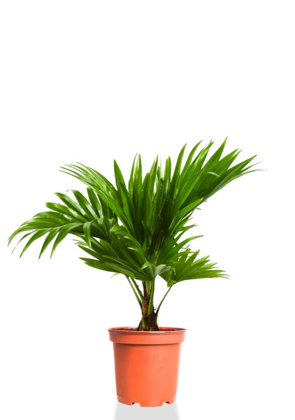 Ливистона 12/40 см