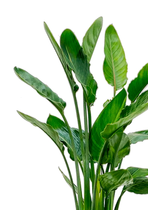 Стрелиция Регина 20/80 см