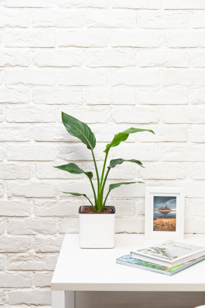 Стрелиция Регина в CUBE GLOSSY 14