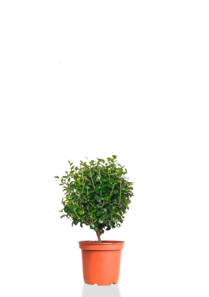 Мирсина 9/25 см