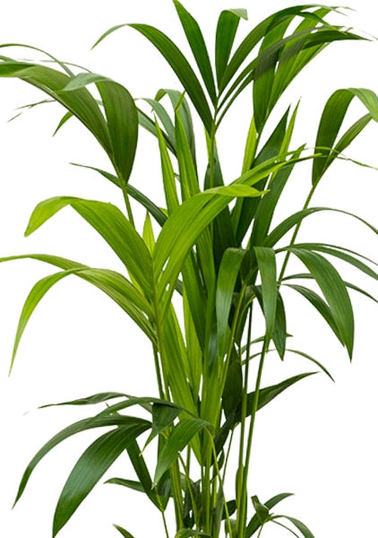 Ховея Кентия 19/100 см