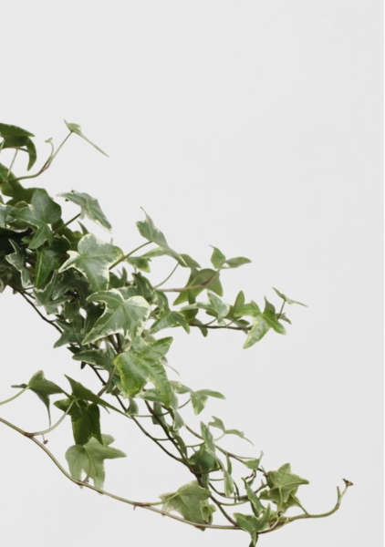 Хедера микс 13/30 см CLASSICO COLOR 18 Хедера микс 13/30 см CLASSICO COLOR 18