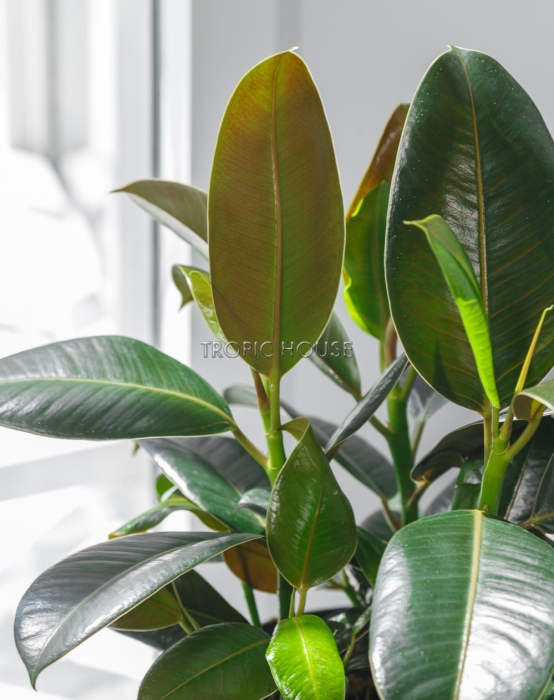 Фикус Эластика в CLASSICO COLOR 21