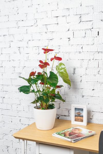 Антуриум Чемпион красный 17/65 см