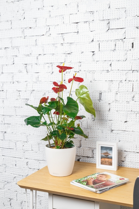 Антуриум Чемпион красный 17/65 см